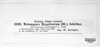 Melampsora hypericorum image